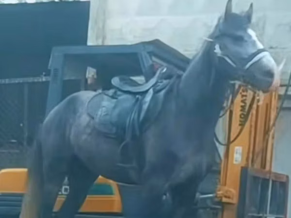 घोड़ा, Kazakh horse — कज़ाखस्तान