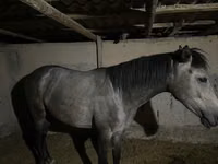 فرس, Thoroughbred horse — الصورة 3