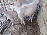 تيس, الماعز — الصورة 2