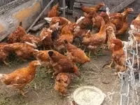 Chickens — Foto 2