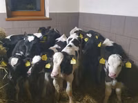 Toro, Russian Black pied cattle — foto 5