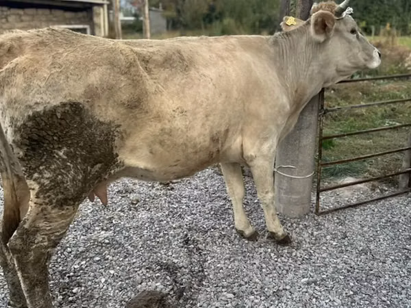 Kuh, Simmental cattle