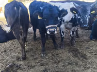 सांड, Russian Black pied cattle — फ़ोटो 8