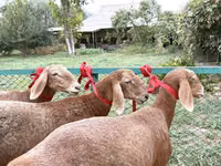 نعجة, Arashan sheep — الصورة 1