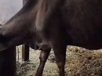 母牛, Latvian Blue cattle — 照片 2