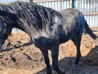 Hengst, Orlov Trotter — Foto 1