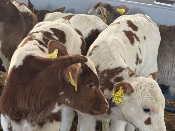 Rinder (Partie, Geschlecht nicht angegeben), Simmental cattle
