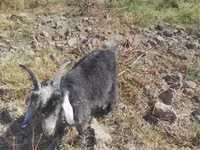 母山羊, Goats — 照片 3