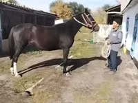 فرس, الخيول — الصورة 3
