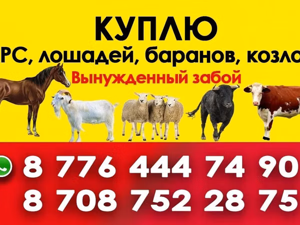 Stute, Horse breed — Kasachstan