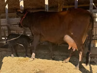 गाय, Latvian Blue cattle — फ़ोटो 2