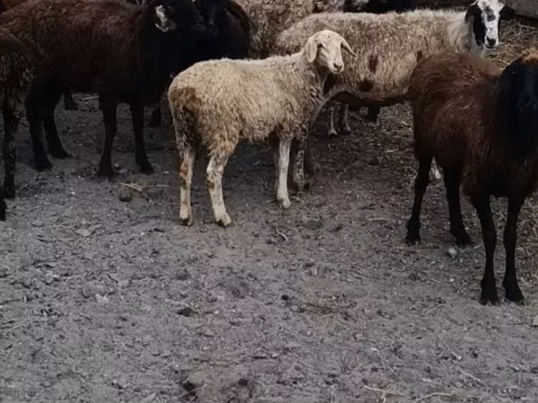 كبش, الأغنام — كازاخستان