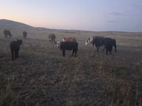 Buqa, Latvian Blue cattle — 4-rasm