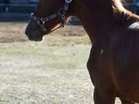Caballo, Kisber felver — foto 3
