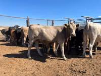 Сиыр, Simmental cattle — 2-сурет