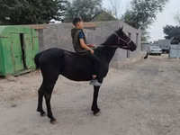 Caballo, Caballos — foto 2