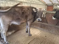 Vaca, Raza Holstein — foto 4