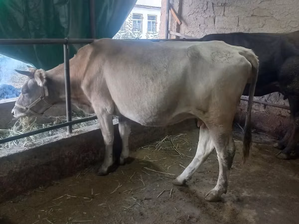 母牛, Cattle — 吉尔吉斯斯坦