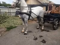Horse (M), Lipizzaner — photo 3