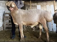 كبش, Hissar sheep — الصورة 1