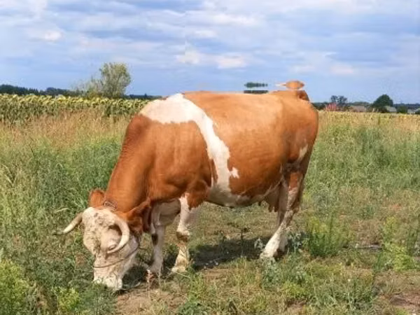 Vaca, Simmental cattle