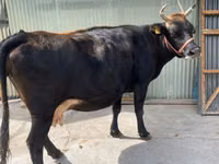 Kuh, Holstein-Rasse — Foto 4