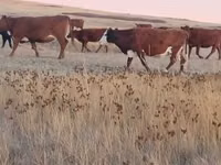 Kuh, Latvian Blue cattle — Foto 2