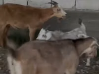 母山羊, Goats — 照片 1