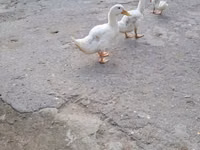 Ducks — foto 1