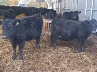 Vaca, Aberdeen-Angus — foto 1