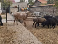 Widder, Arashan sheep — Foto 8