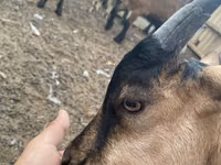 बकरी, Alpine goat — फ़ोटो 5