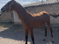 Caballo, Horse breed — foto 5