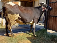 Kuh, Holstein-Rasse — Foto 2