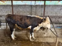 公牛, Cattle — 照片 2