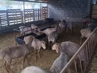 Schaf, Arashan sheep — Foto 3