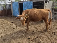 Sigir, Latvian Blue cattle — 3-rasm