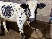 Kuh, Russian Black pied cattle — Foto 2
