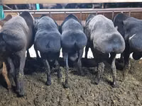 Қошқар, Hissar sheep — 4-сурет