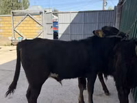 Bulle, Charolais cattle — Foto 1