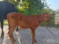 Vaca, Vaca Limousin — foto 3
