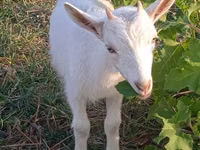 عنزة, Saanen goat — الصورة 3