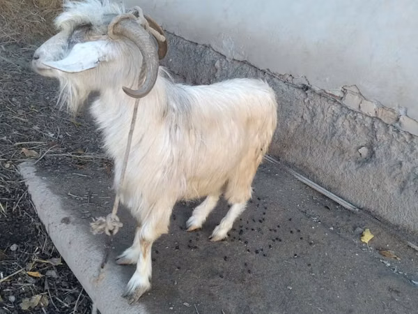 Cabro, Cabras