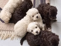 Məhsul: Toy pudel balaları Xüsusiyyətlər: - Cins: Toy Poodle (oyuncaq — Foto 4