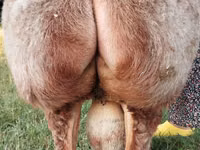 Widder, Edilbay sheep — Foto 3