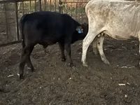 Toro, Simmental cattle — foto 8