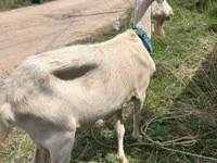 Goat, Alpine goat — photo 7