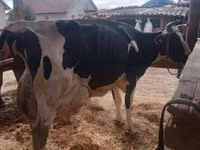 Toro, Vaca Limousin — foto 1