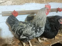 براهما — الصورة 5