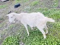 عنزة, Alpine goat — الصورة 3